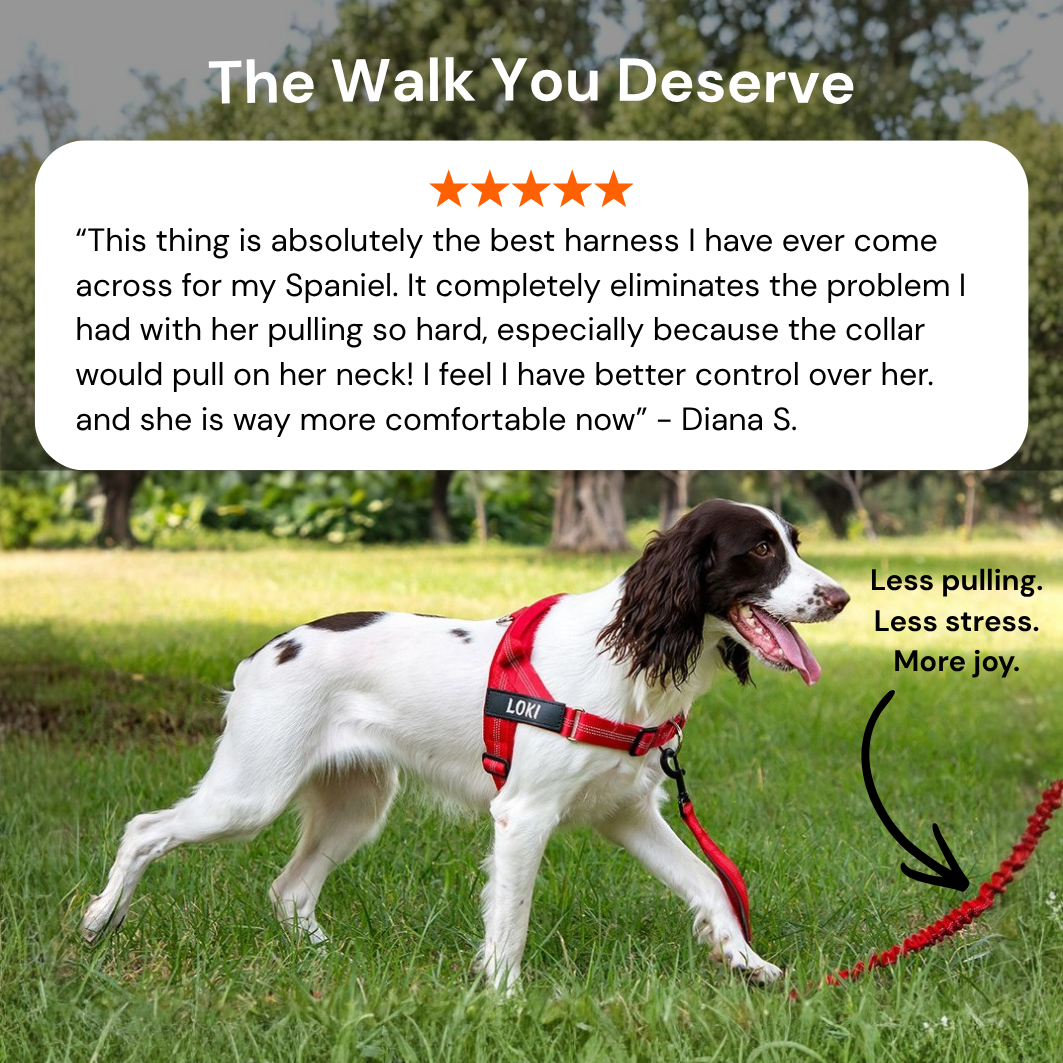 No Pull Dog Harness
