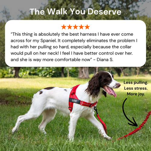 No Pull Dog Harness