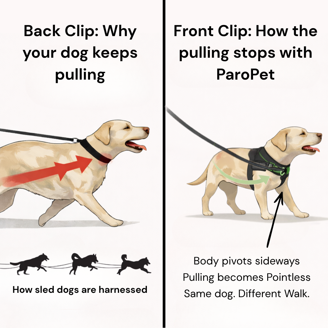 No Pull Dog Harness